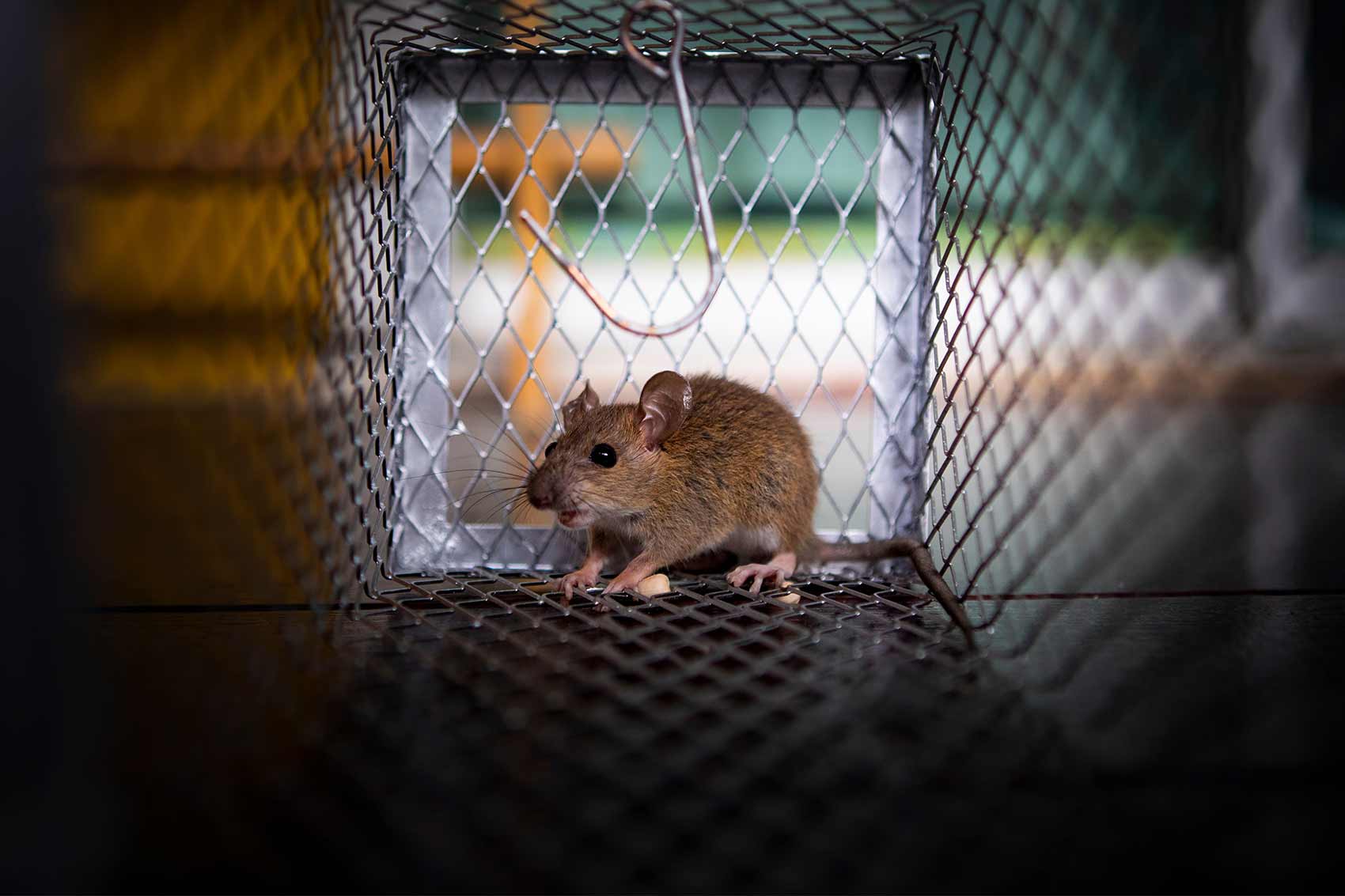 attraper une souris