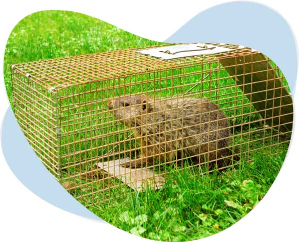 capture de marmotte