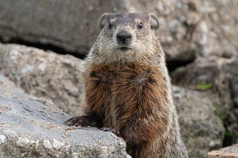 capture marmotte