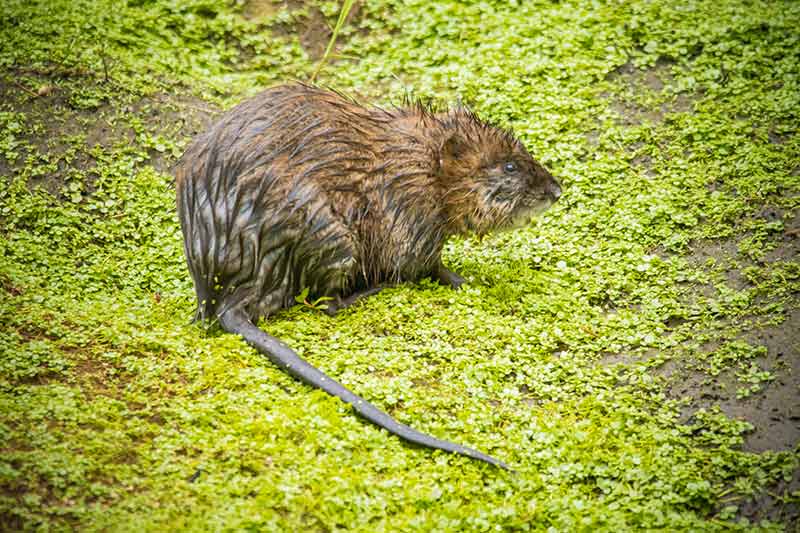 capture rat musqué