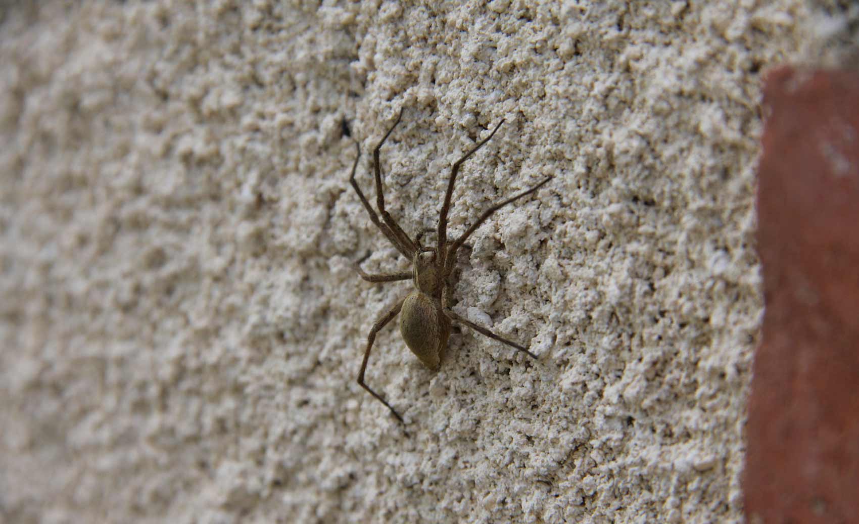 se débarrasser des araignées
