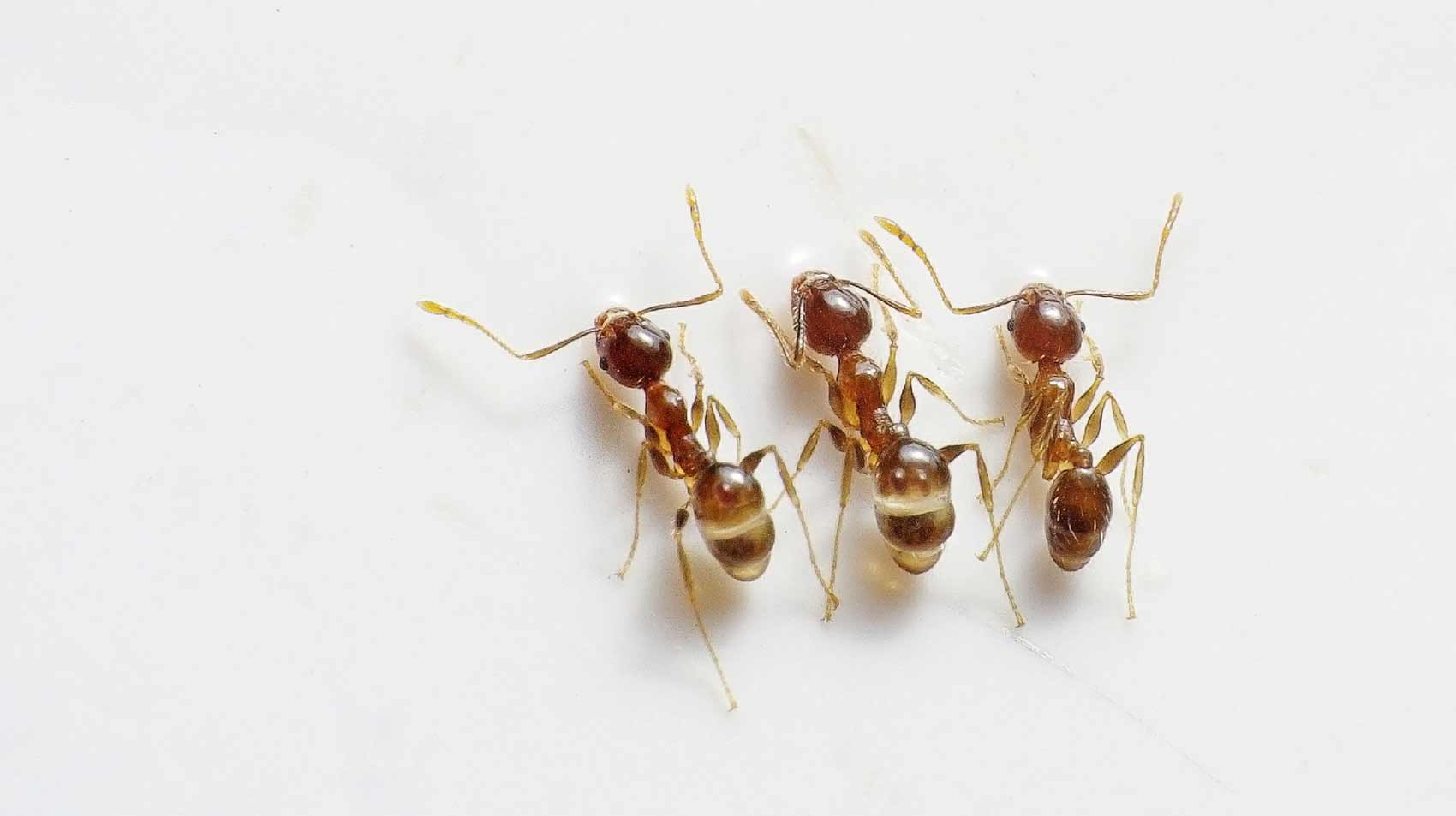 se débarrasser des fourmis