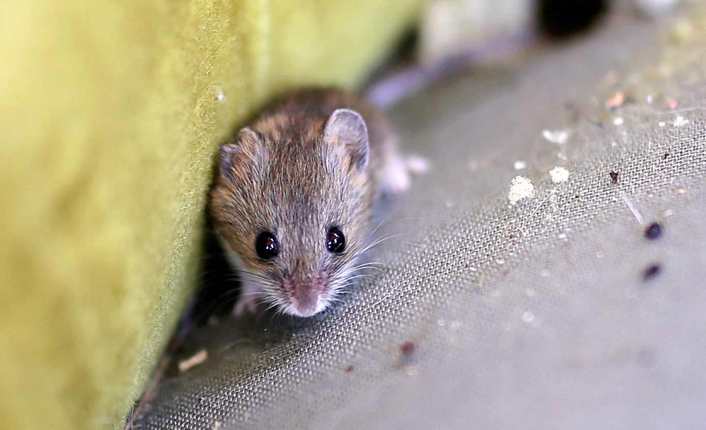 se débarrasser des souris