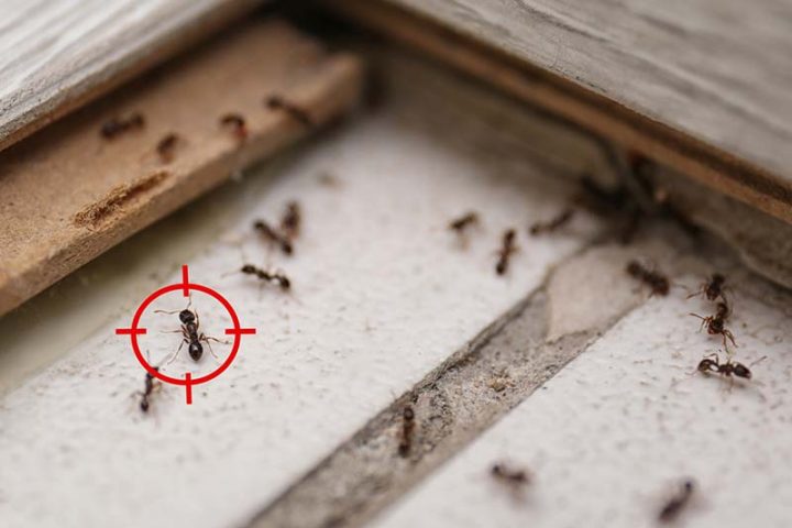 extermination de fourmi