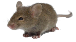 Extermination souris