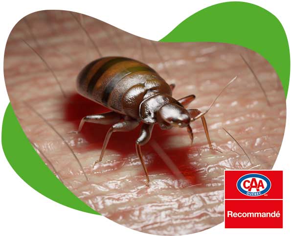 exterminateur de punaise de lit