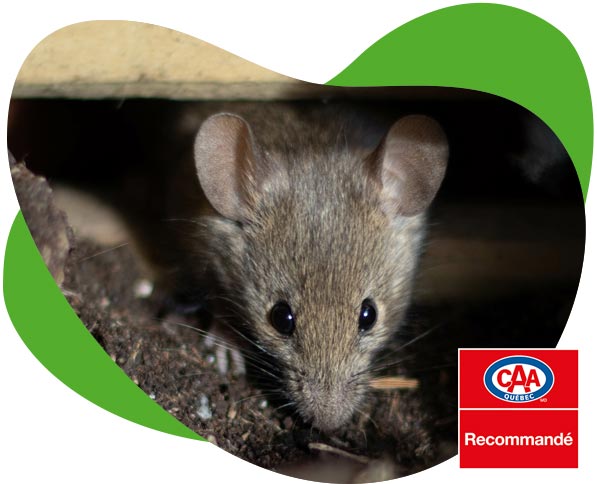extermination de souris recommandé CAA-Québec