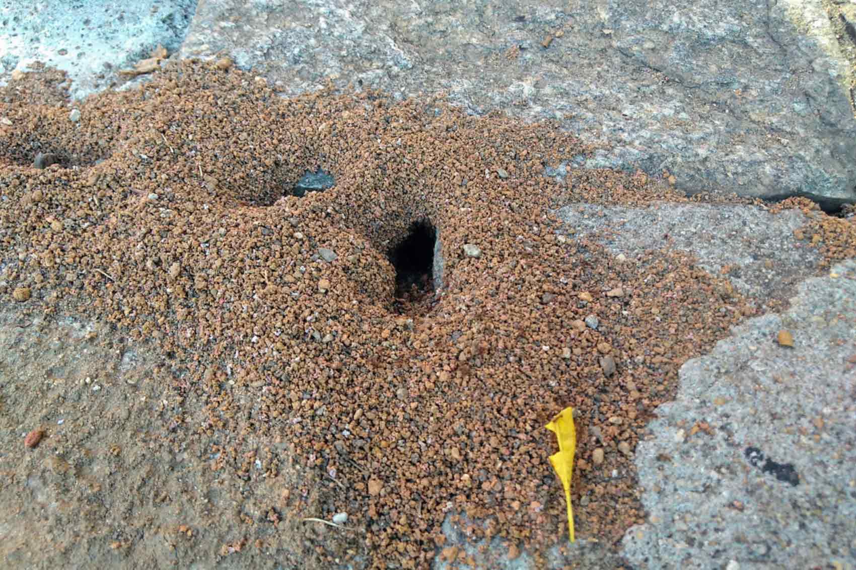 fourmis dans pavé uni