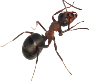 fourmis