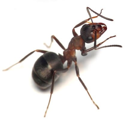 service d'extermination de fourmis