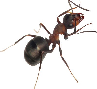 fourmis