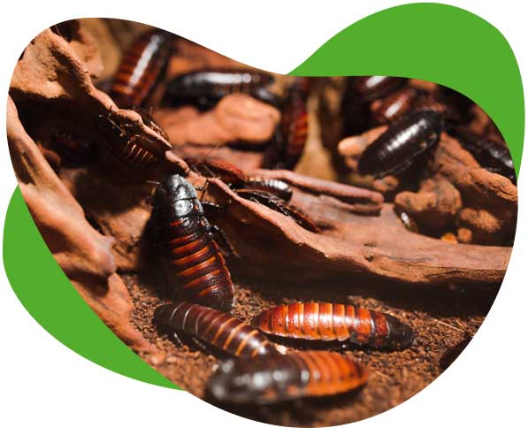 infestation de coquerelles