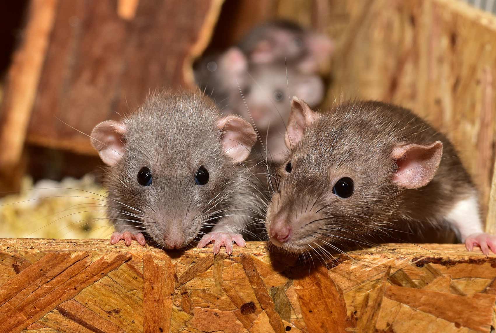 infestation de rats