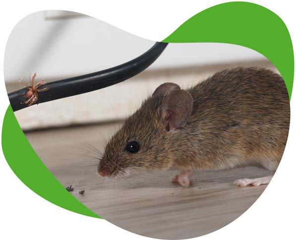 infestation de souris