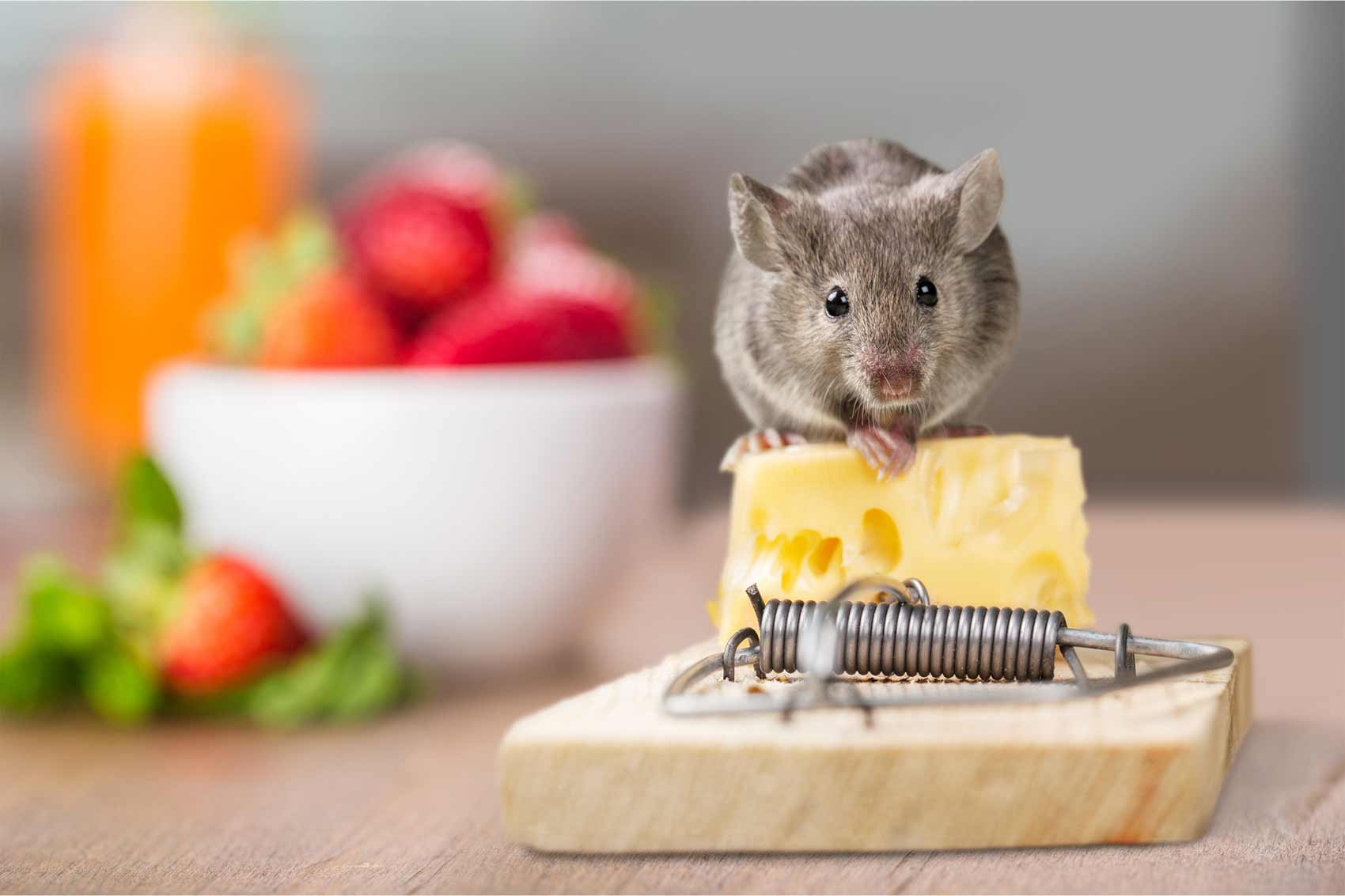 piège à souris
