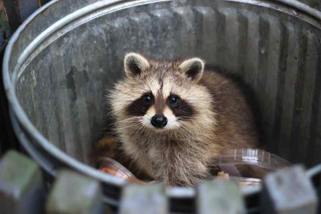 capture de raton laveur