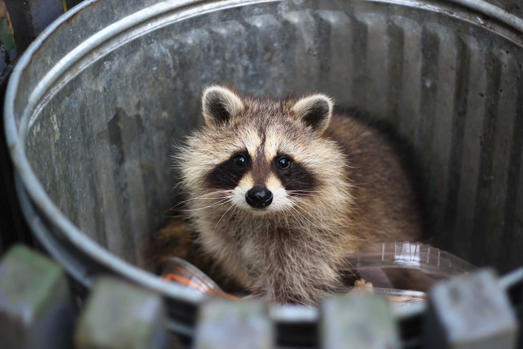 capture de raton laveur
