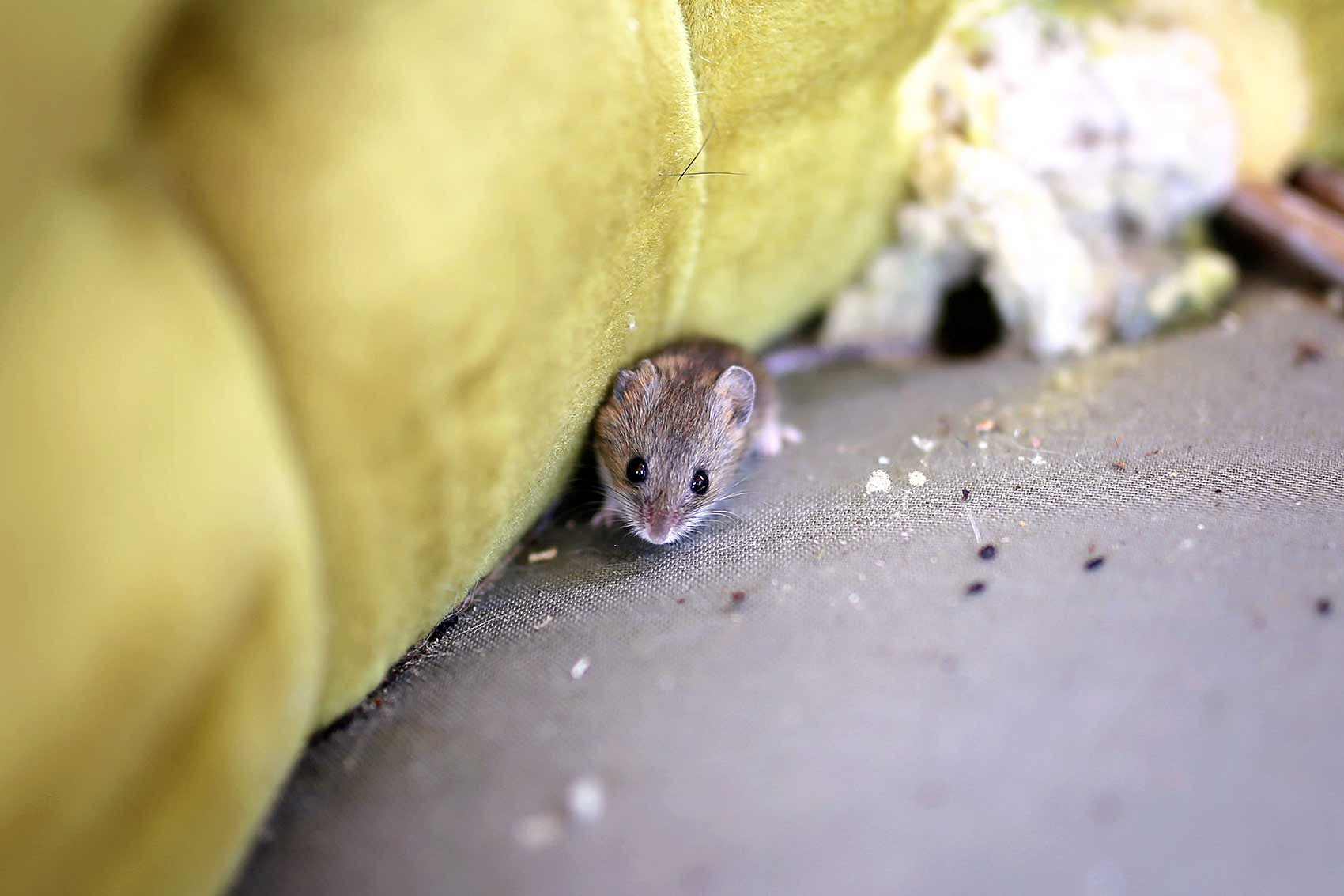 répulsif pour souris