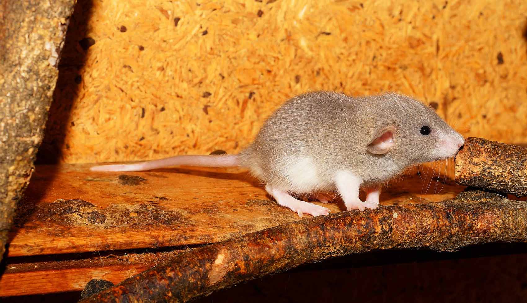 rongeur dans les murs de la maison