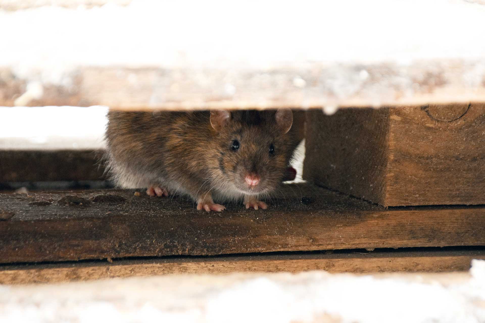 souris dans les murs