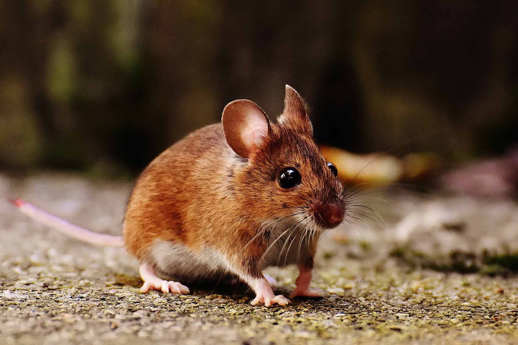 souris dans la maison