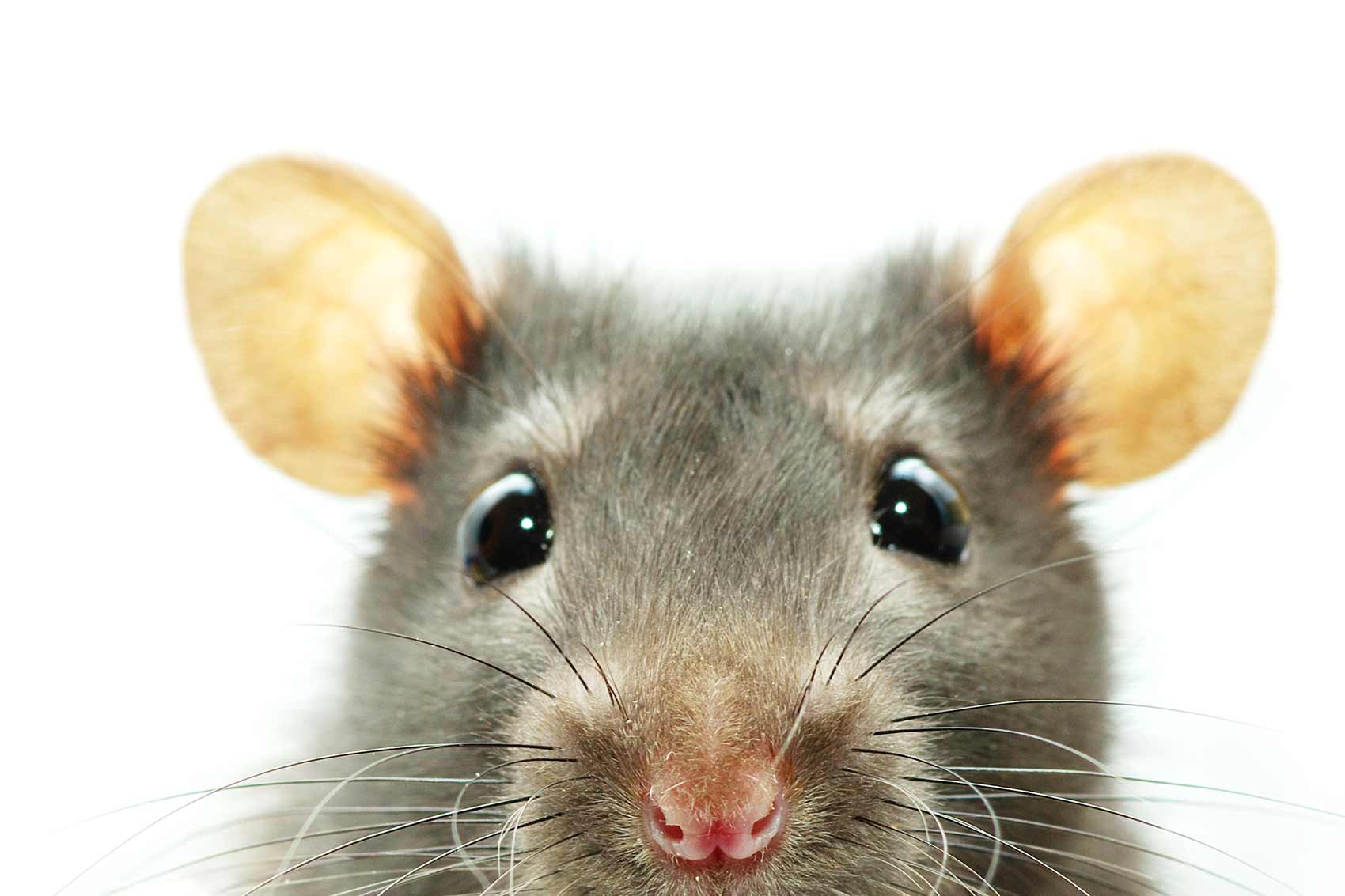ultrasons pour éloigner les souris
